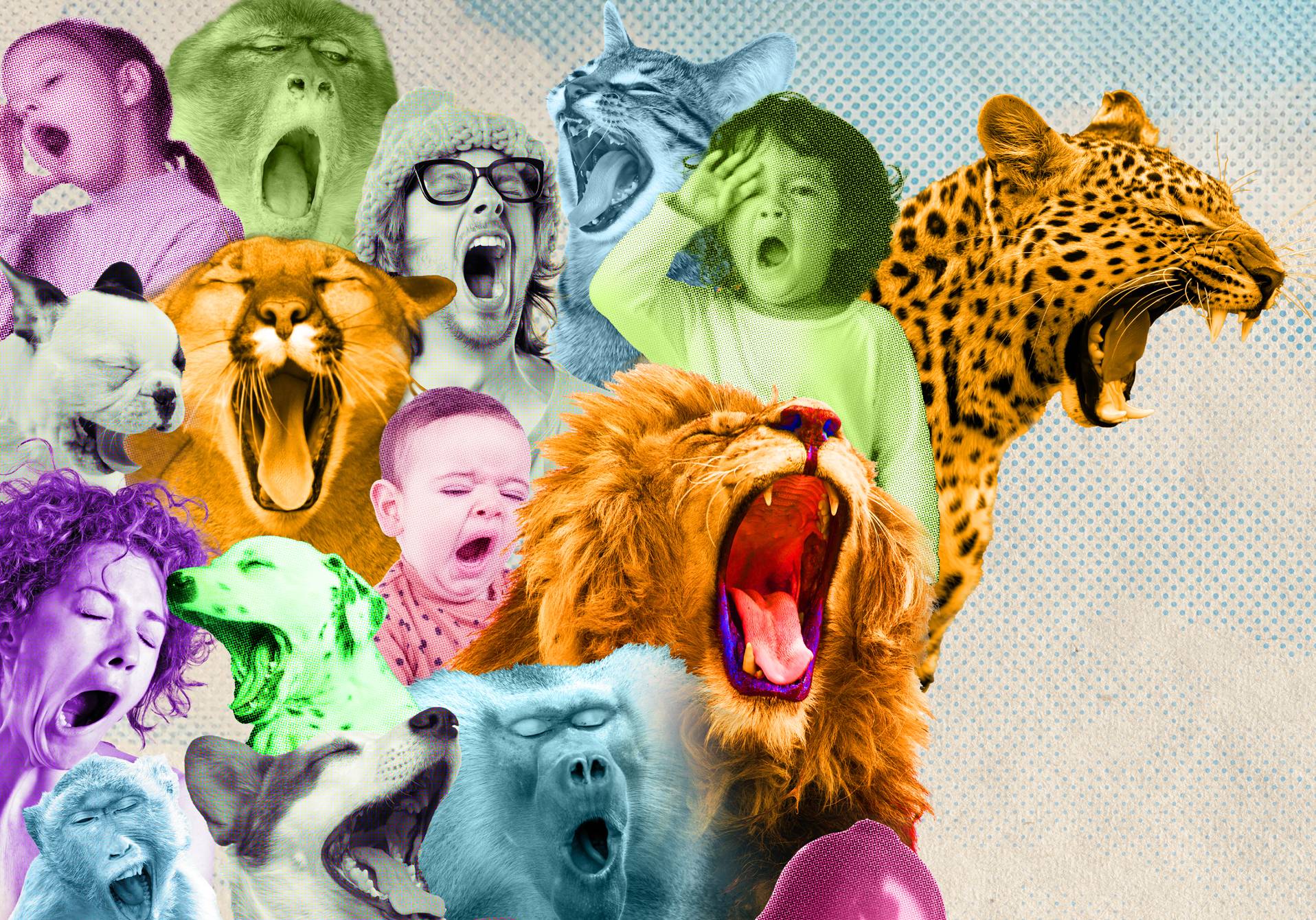 des humains et des animaux qui bâillent pour illustrer notre article sur la puissance du bâillement publié dans le magazine scie