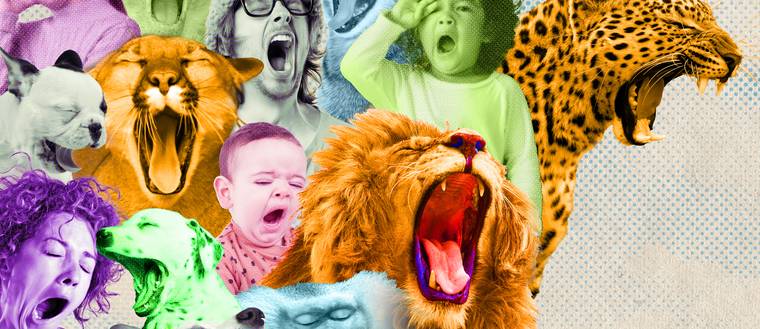 des humains et des animaux qui bâillent pour illustrer notre article sur la puissance du bâillement publié dans le magazine scie