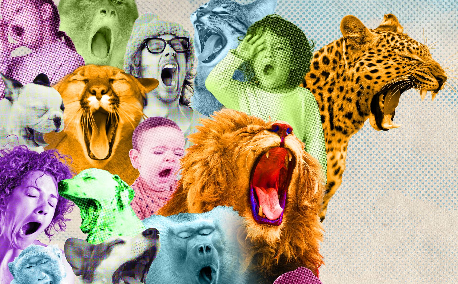 des humains et des animaux qui bâillent pour illustrer notre article sur la puissance du bâillement publié dans le magazine scie