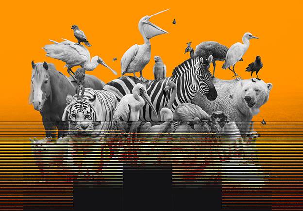 illustration de la 6e extinction de masse avec des animaux sauvages