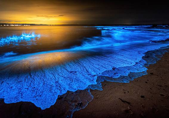 les lumières vivantes, un article du magazine scientifique d'actualité epsiloon