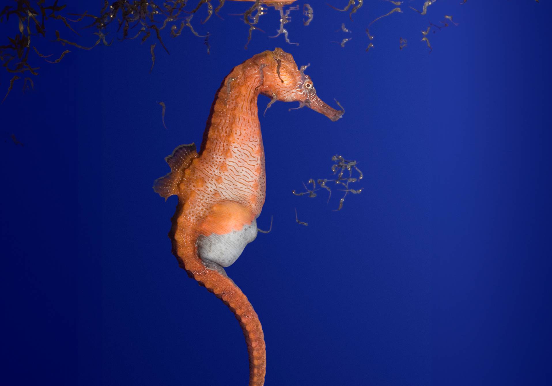 article du magazine scientifique d'actualité epsiloon sur l'hippocampe