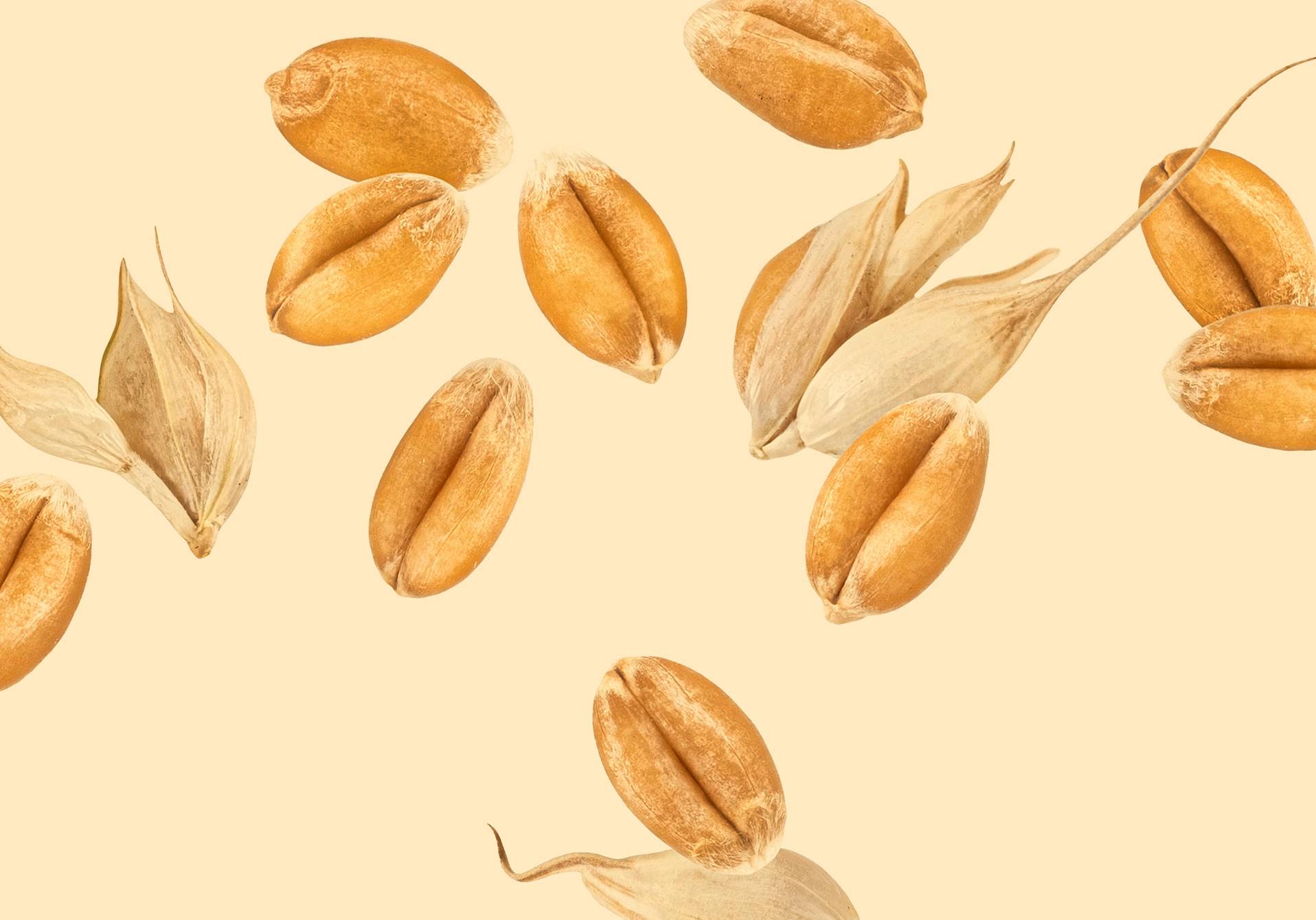 article du magazine scientifique d'actualité epsiloon sur l'évolution génétique du blé, du riz, du maïs 