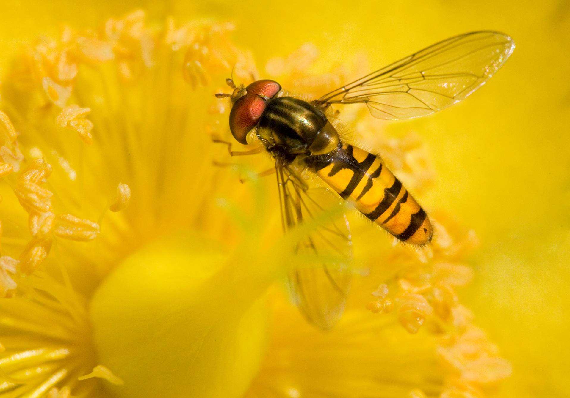 syrphe, pour l'enquête du magazine scientifique d'actualité epsiloon 58