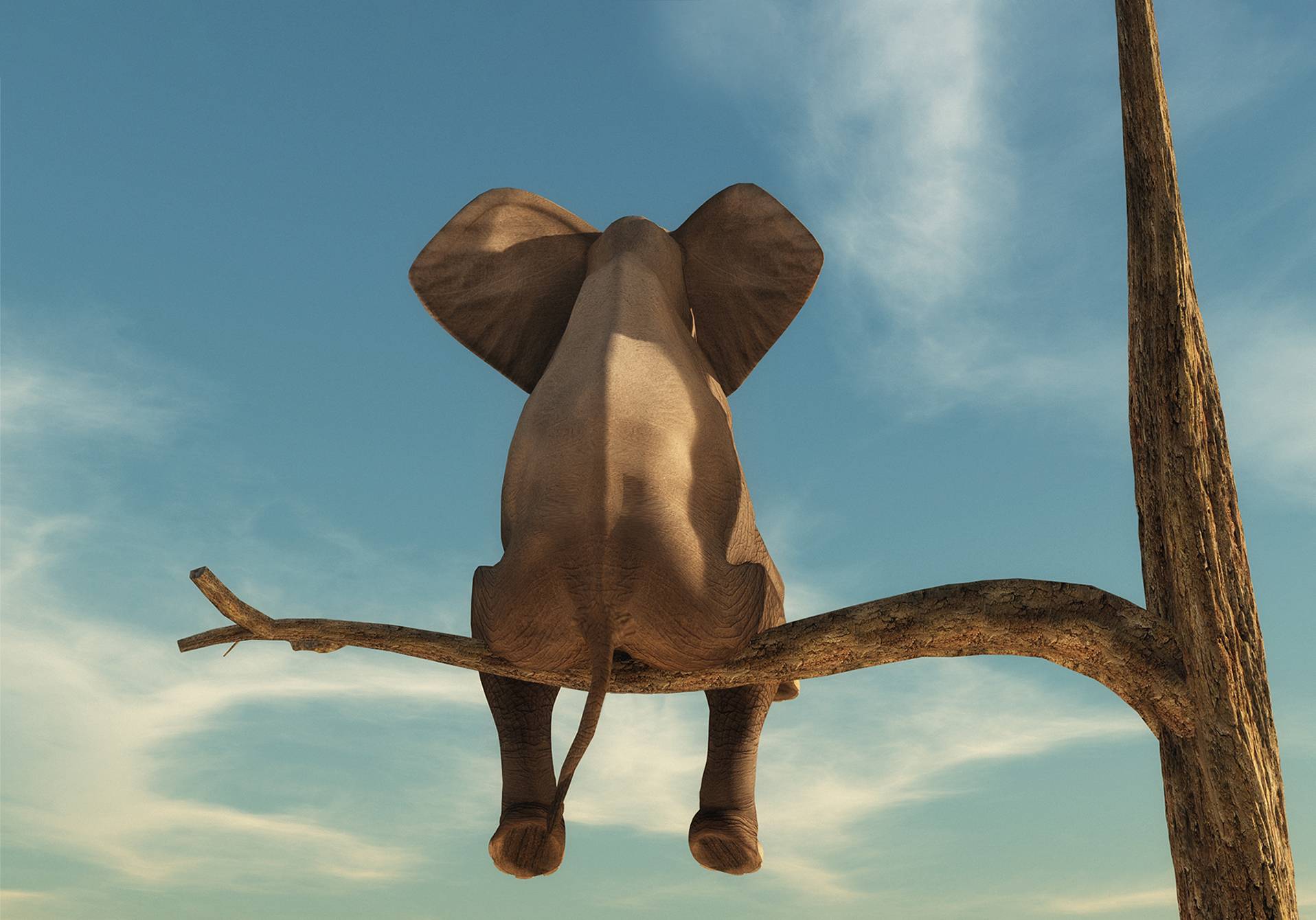 illustration d'un éléphant sur un arbre