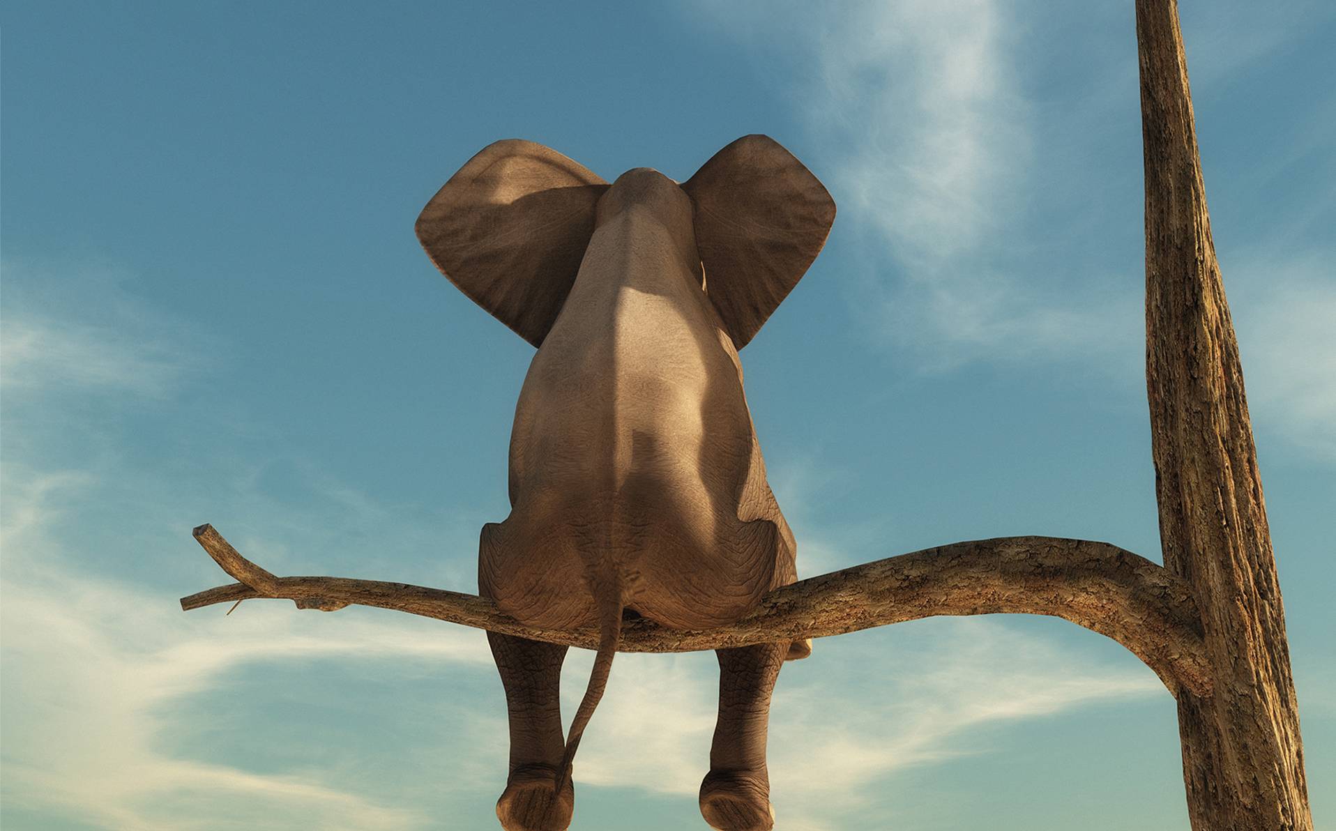 illustration d'un éléphant sur un arbre
