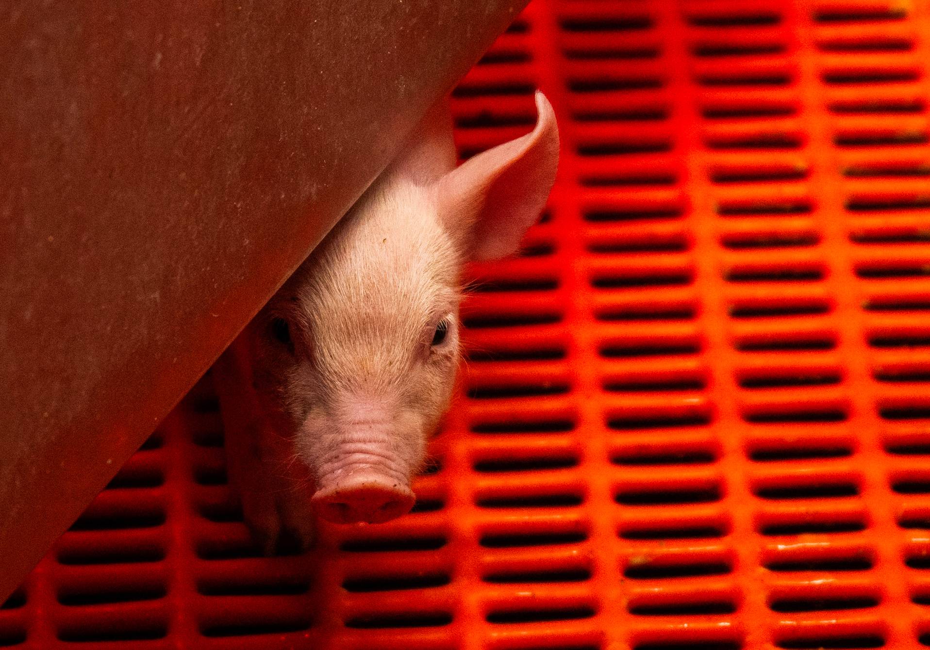 photographie d'un cochon