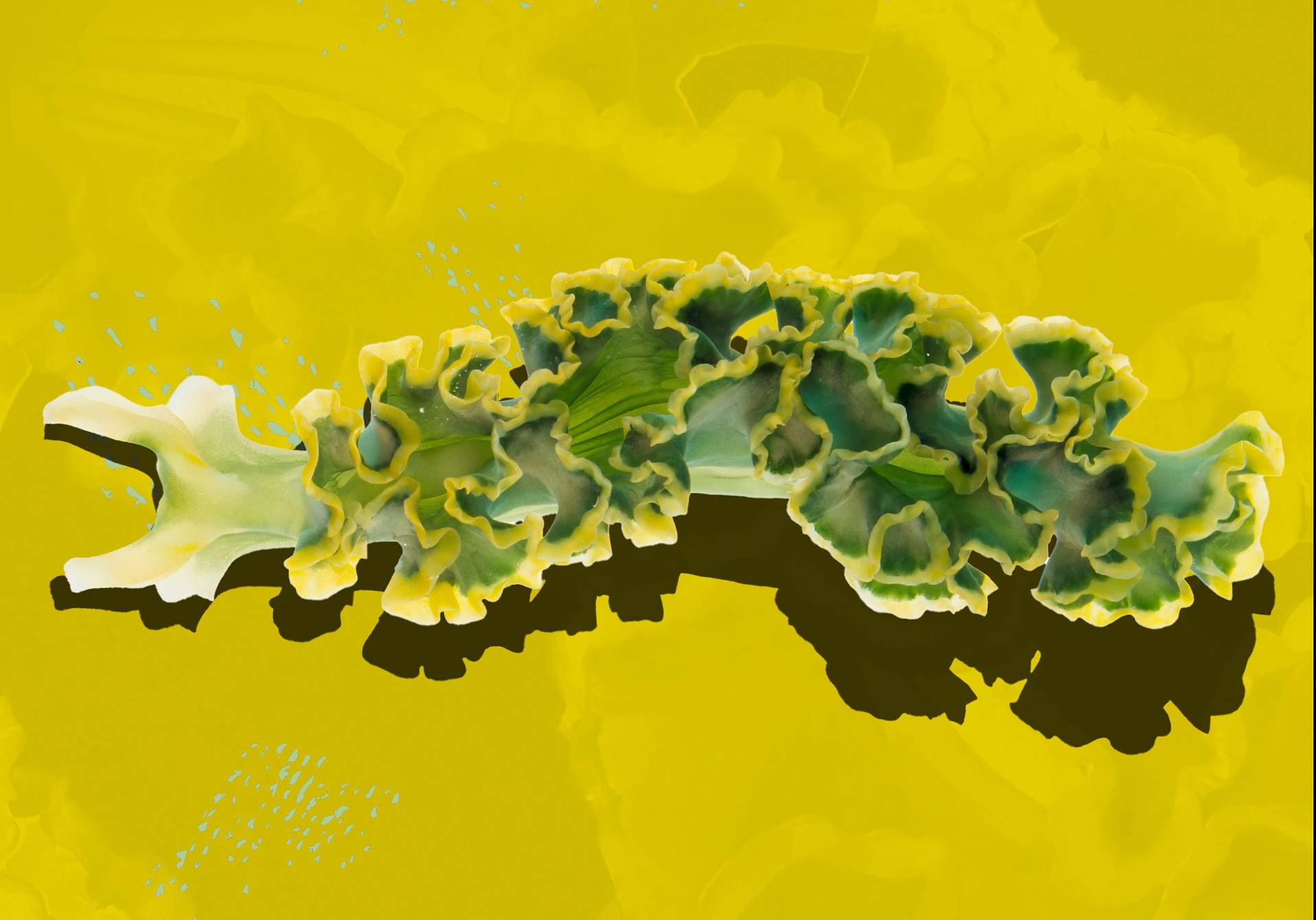 une limace mi-animal mi algue, illustration extraite du magazine scientifique d'actualité Epsiloon