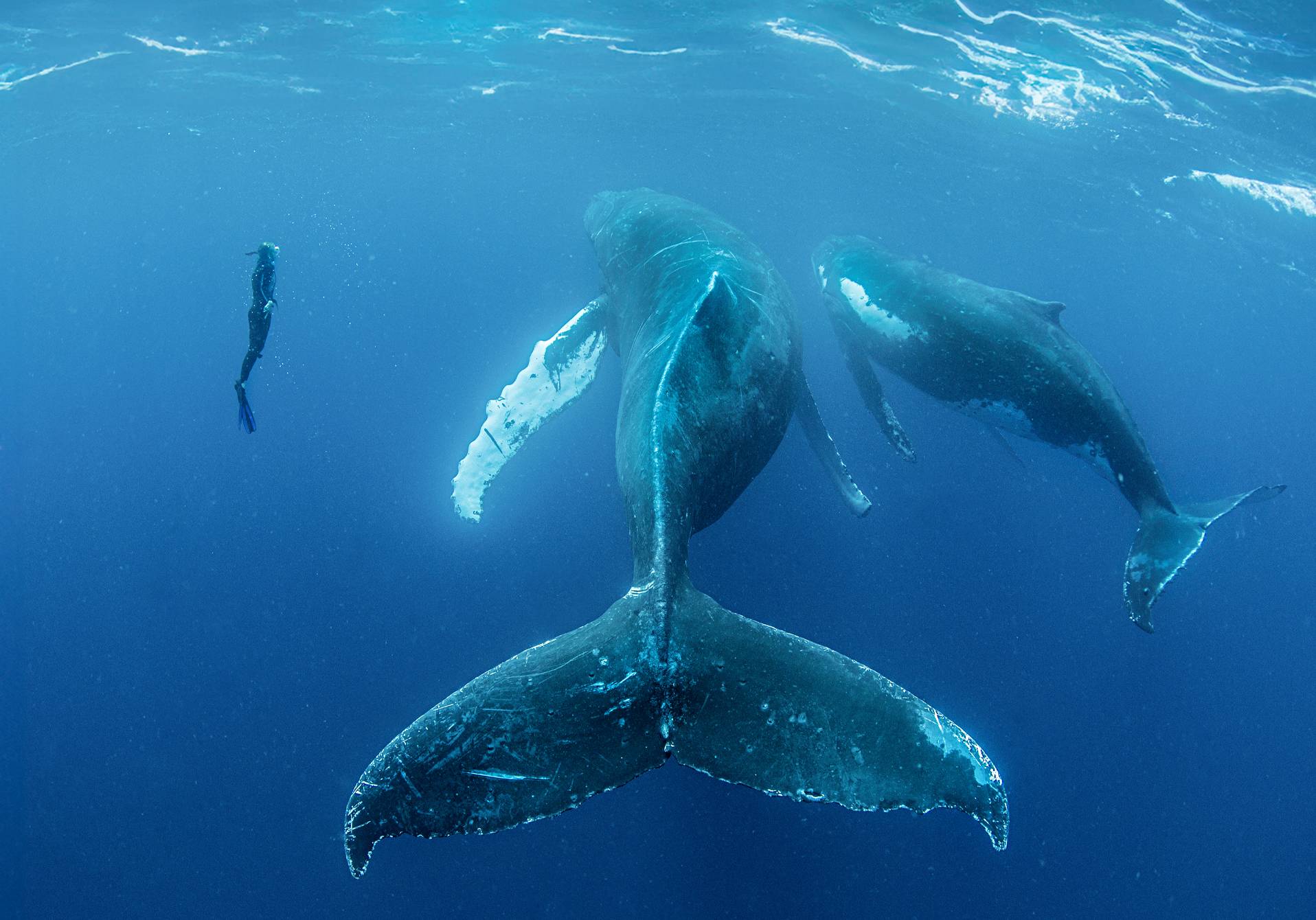 quant parlera-t-on baleine, magazine scientifique d'actualité epsiloon n°60
