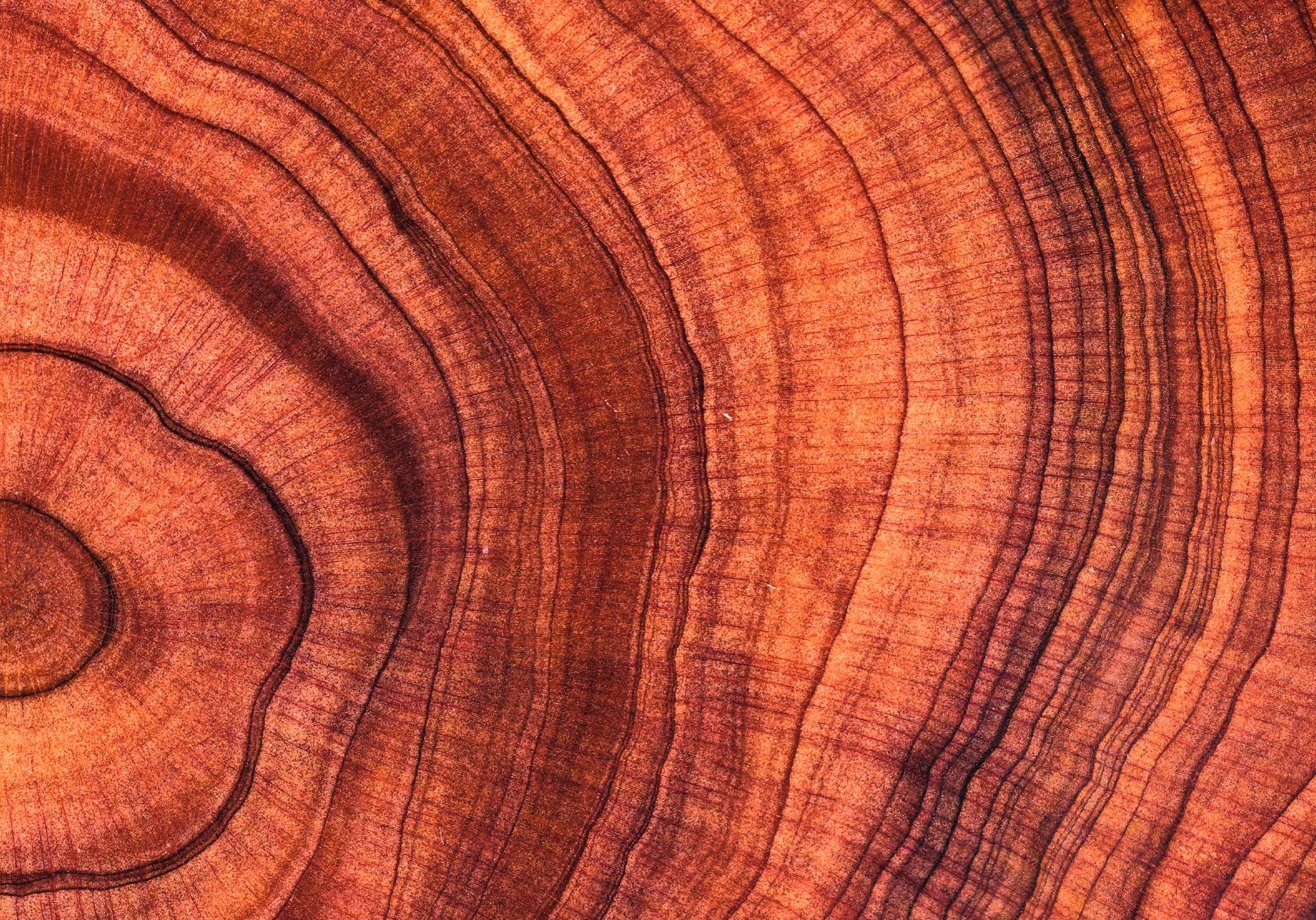 faut-il abattre les vieux arbres, dans le magazine scientifique d'actualité epsiloon n°60
