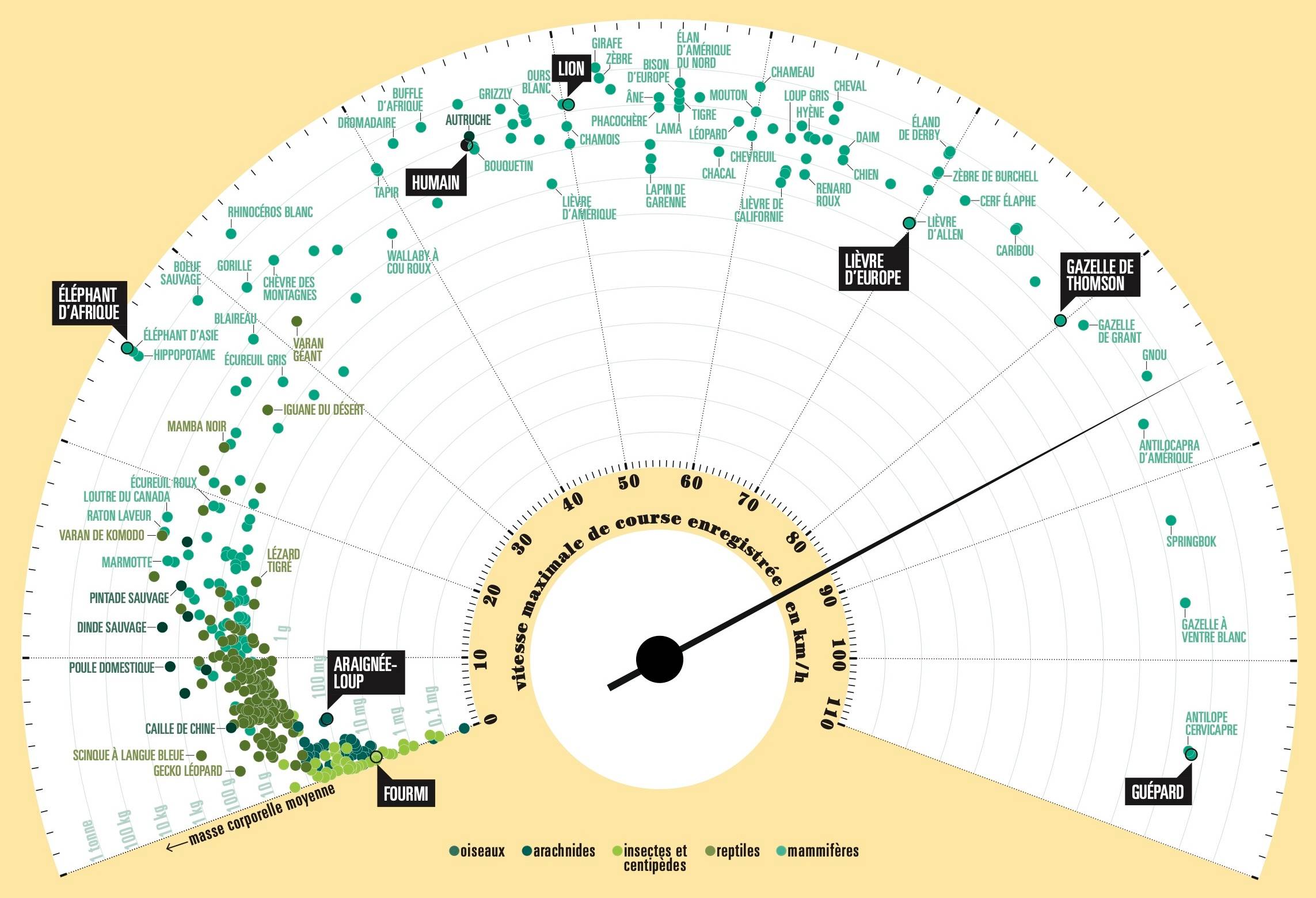 infographie sur la vitesse de pointe des animaux