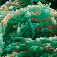microscopie d'une bactérie mycobacterium bovis