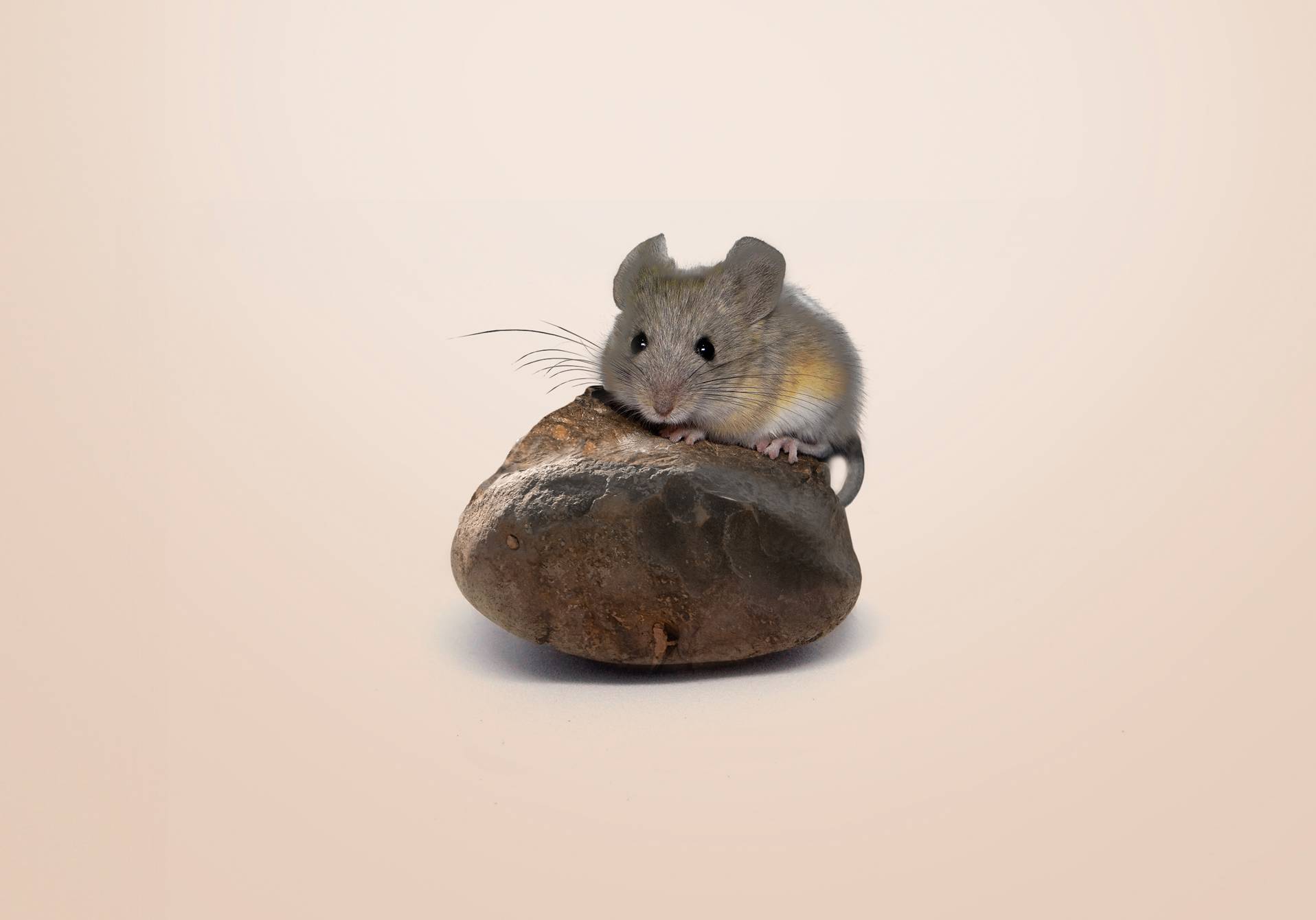la petite souris des hauts sommets, article publié dans epsiloon, le magazine scientifique d'actualié