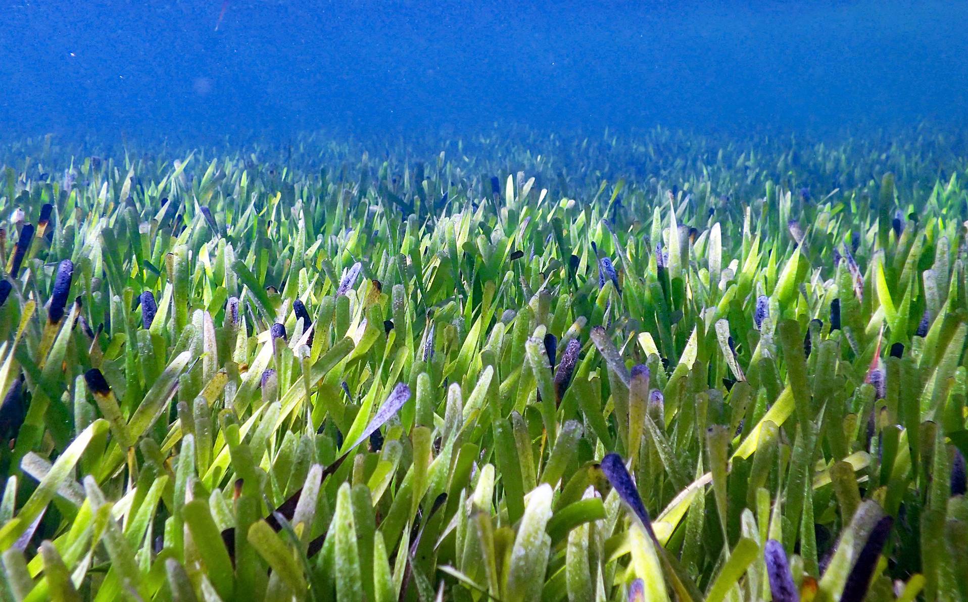 plante Posidonia australis