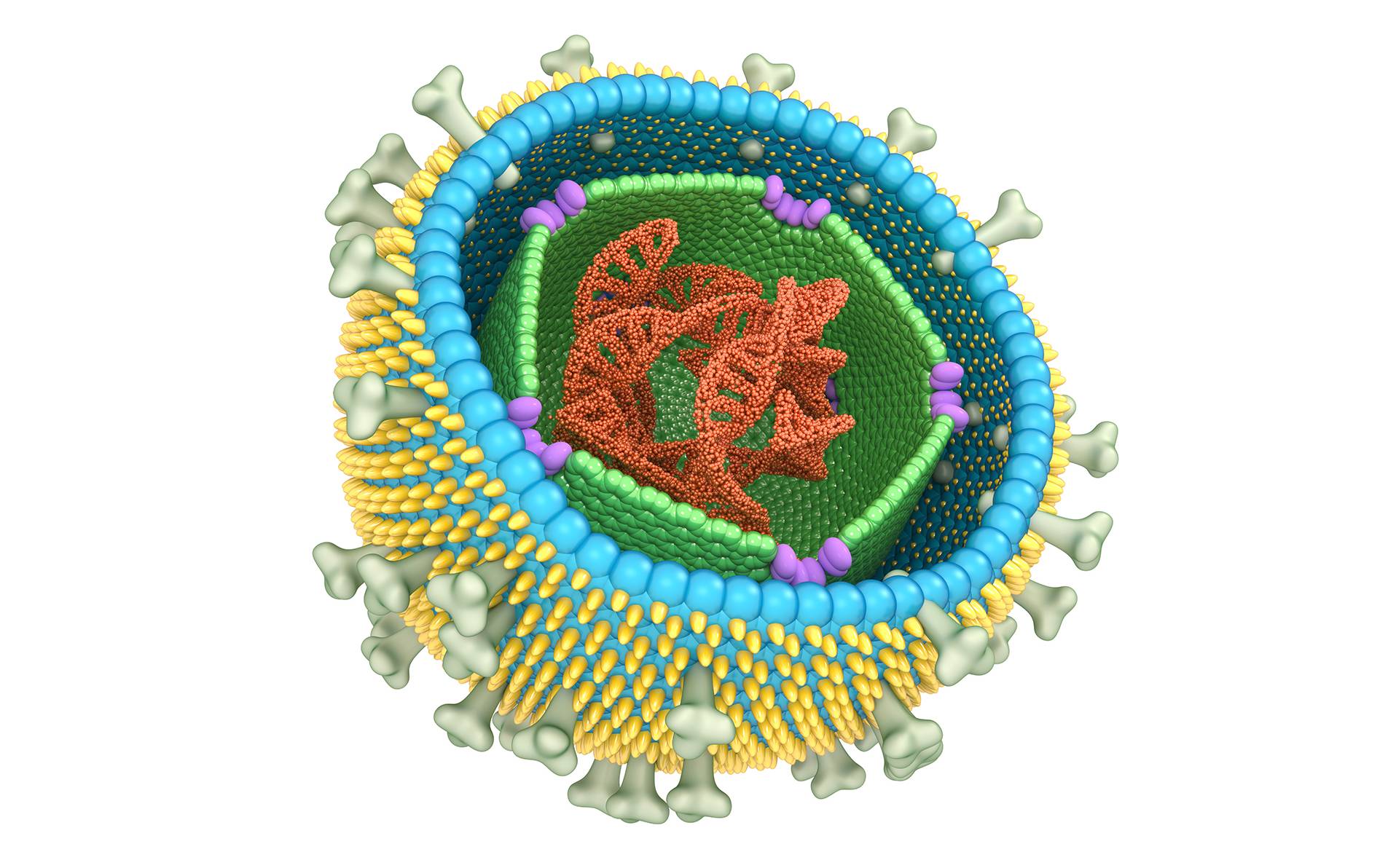 virus Epstein-Barr