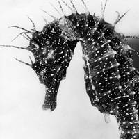 photographie "L'hippocampe femelle" de Jean Painlevé