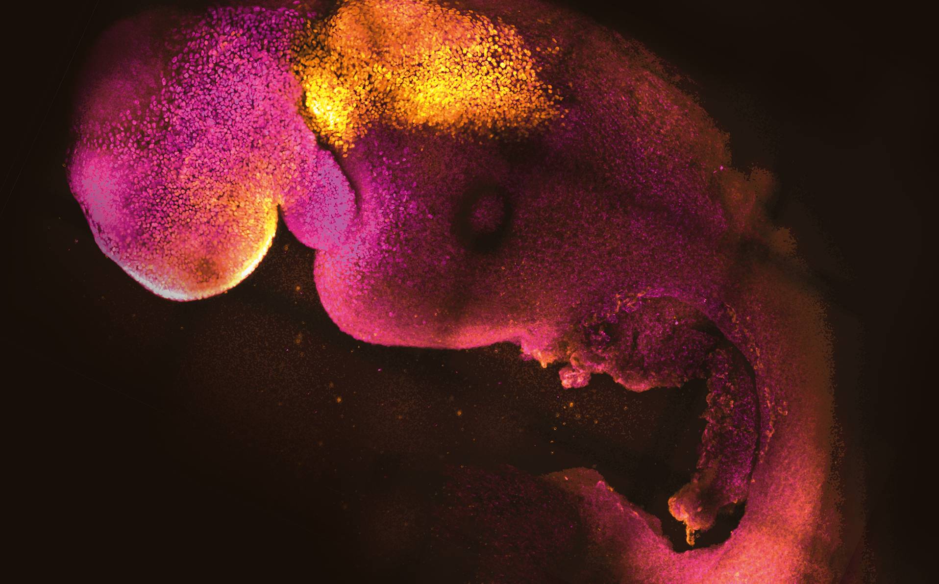 embryon fabriqué en laboratoire