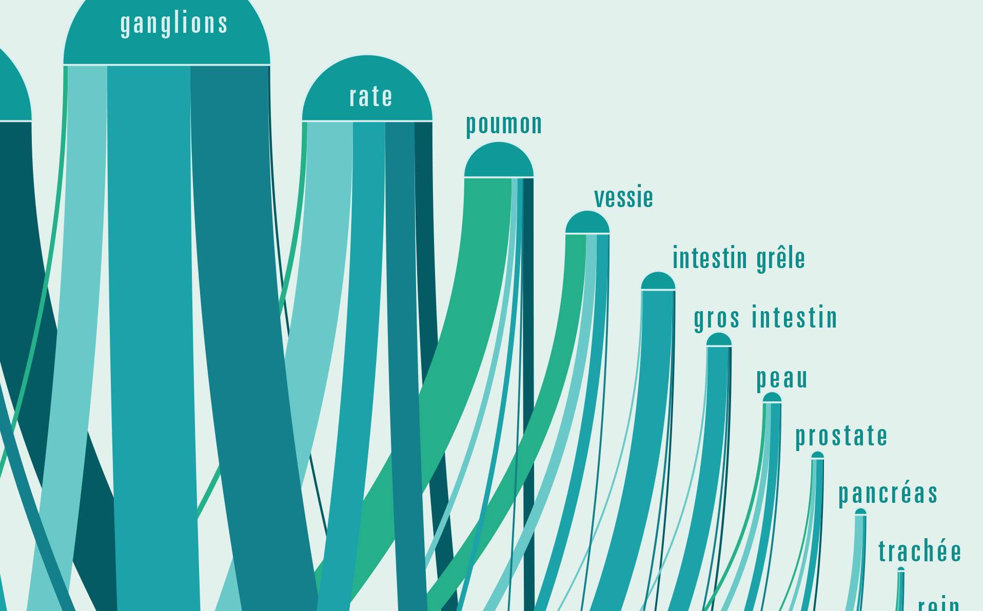 graphique montrant chaque organe et ses cellules immunitaires