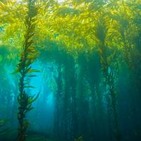 forêt d'algues