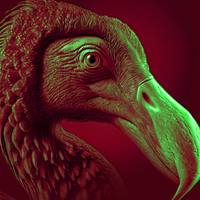 reconstitution d'un dodo