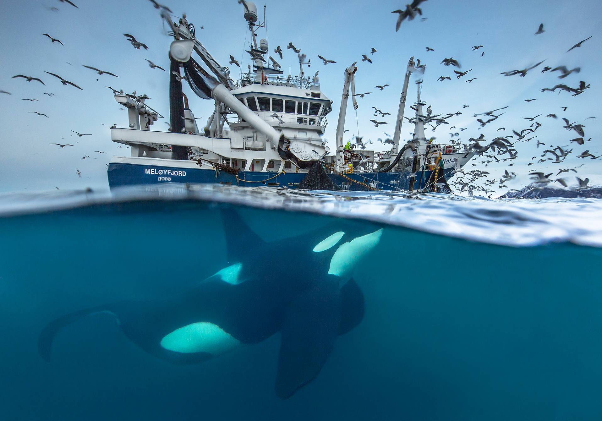 orque sous un bateau