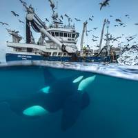 orque sous un bateau