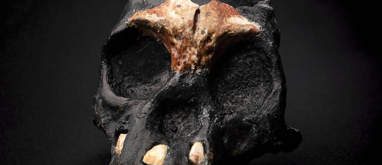 crâne d'Homo naledi