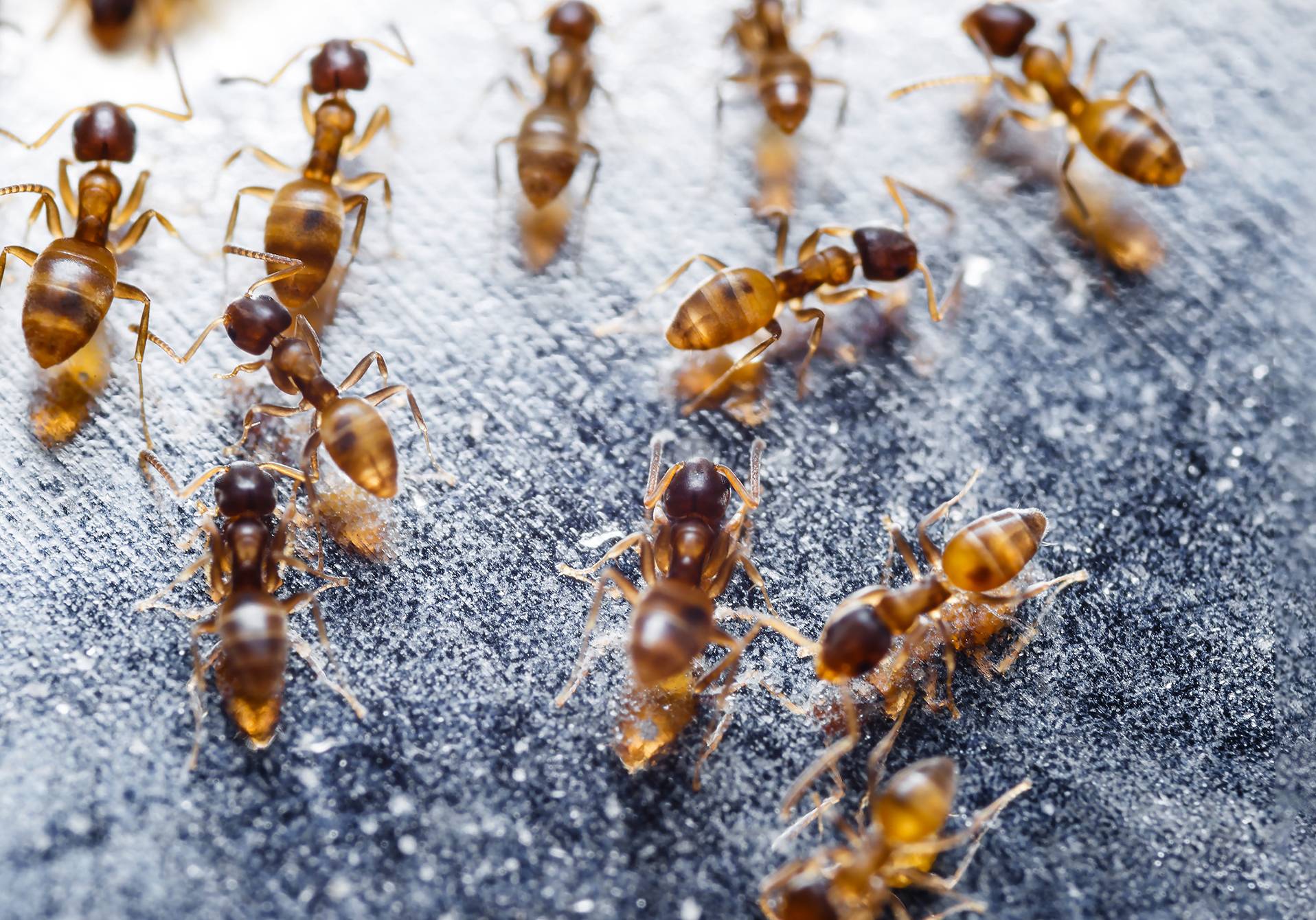 invasion de fourmis