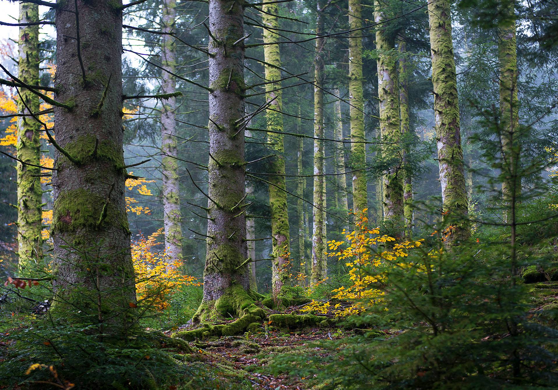 photographie de forêt