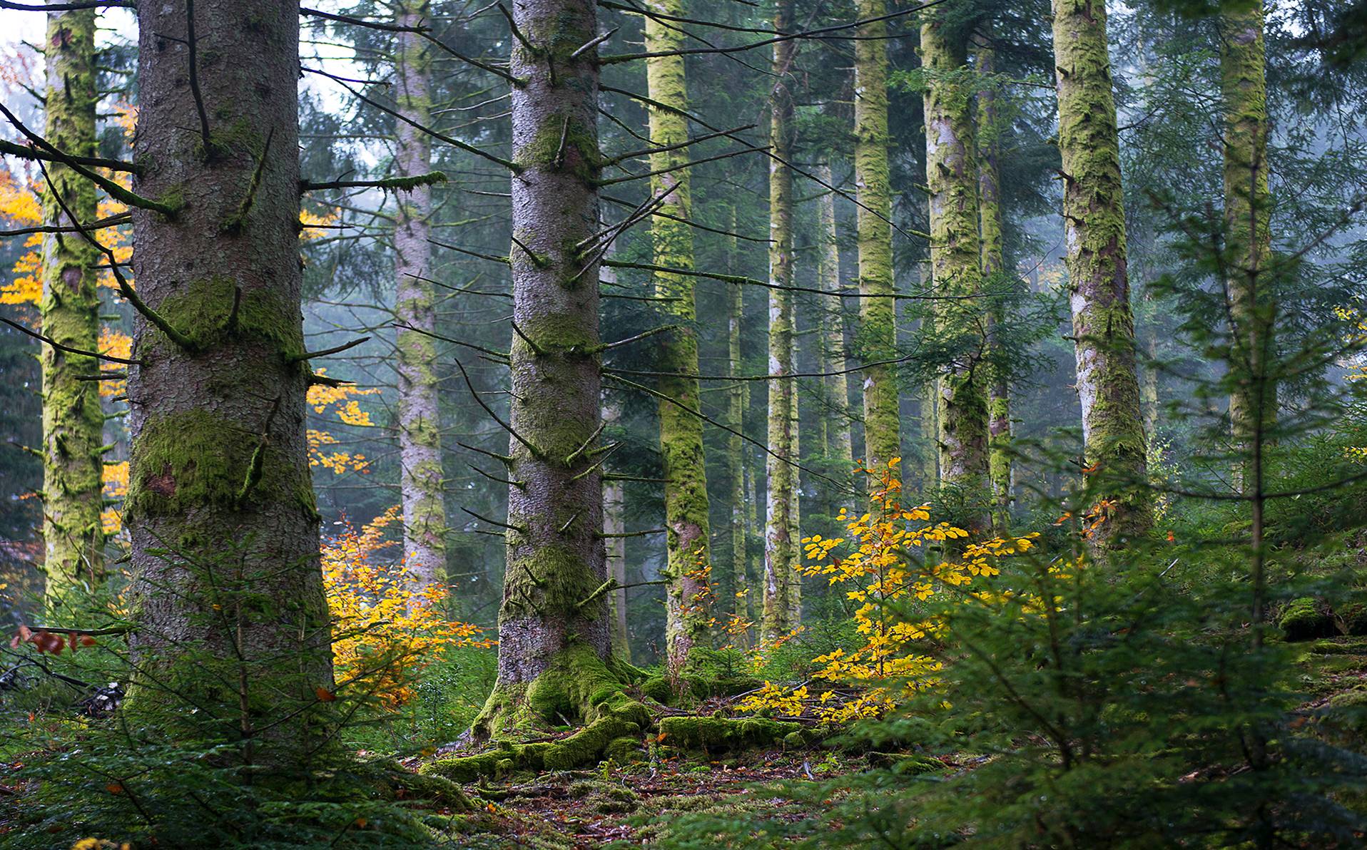 photographie de forêt