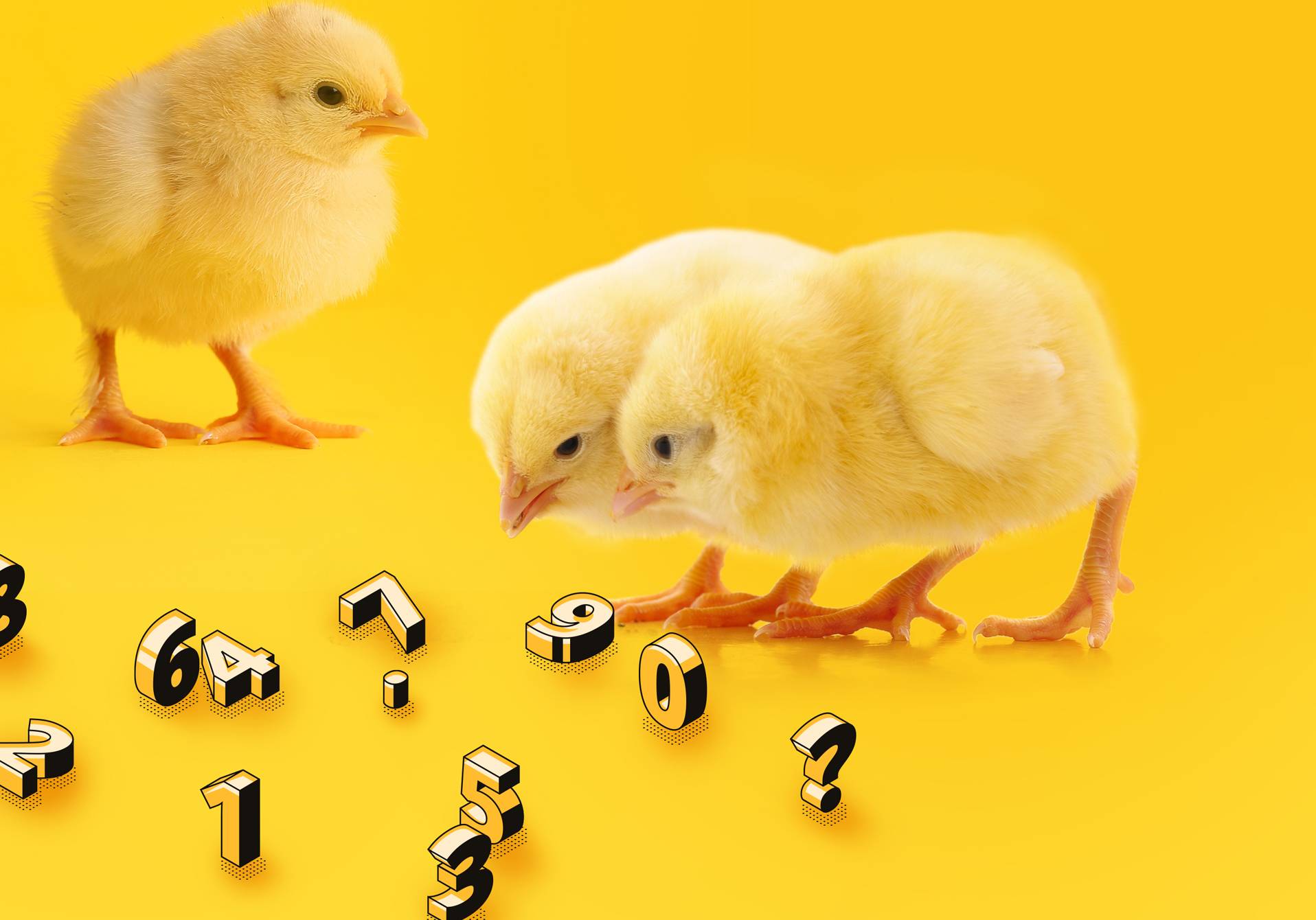 photomontage de poussins jouant avec des chiffres