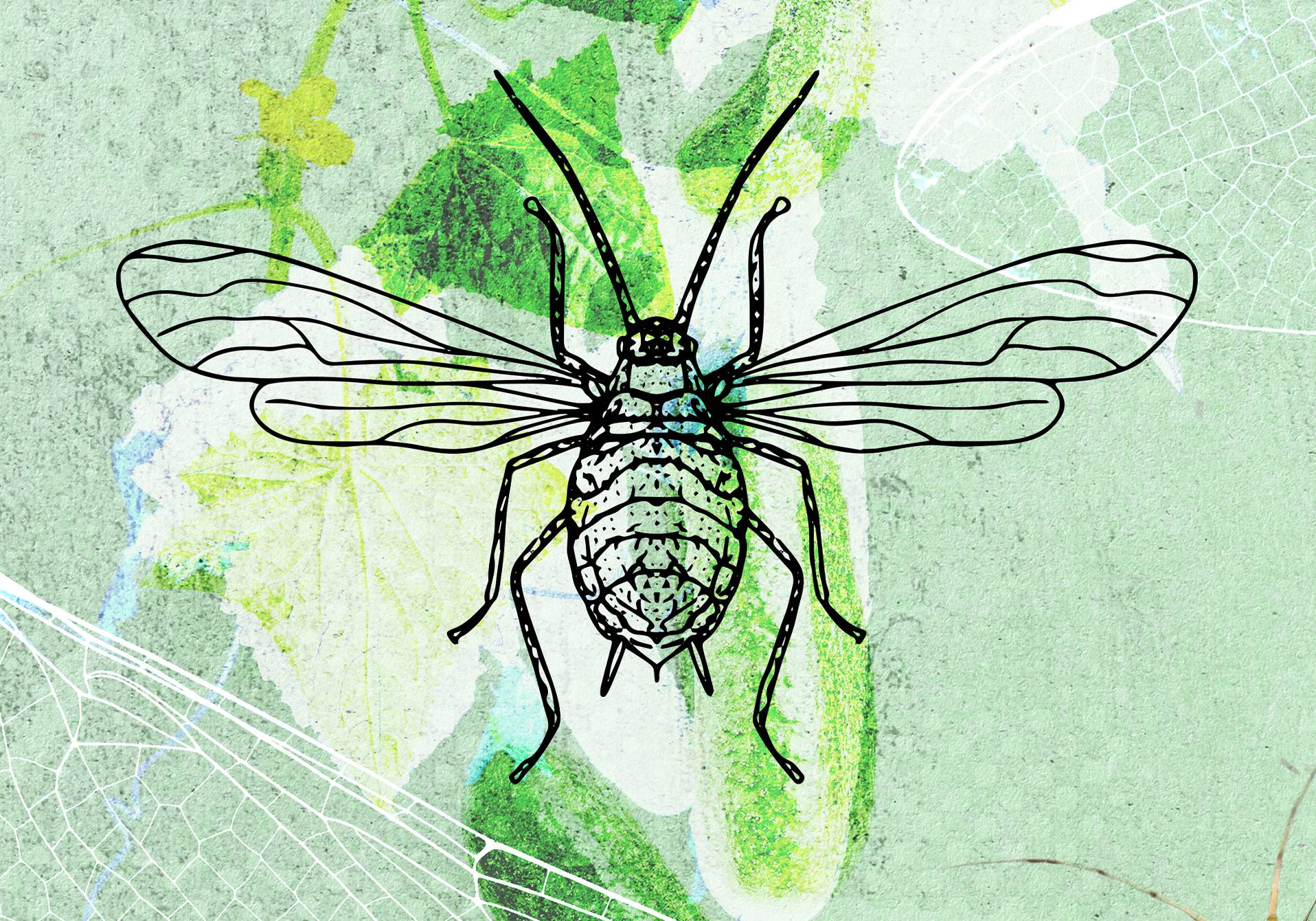 illustration de virus qui font pousser des ailes aux insectes