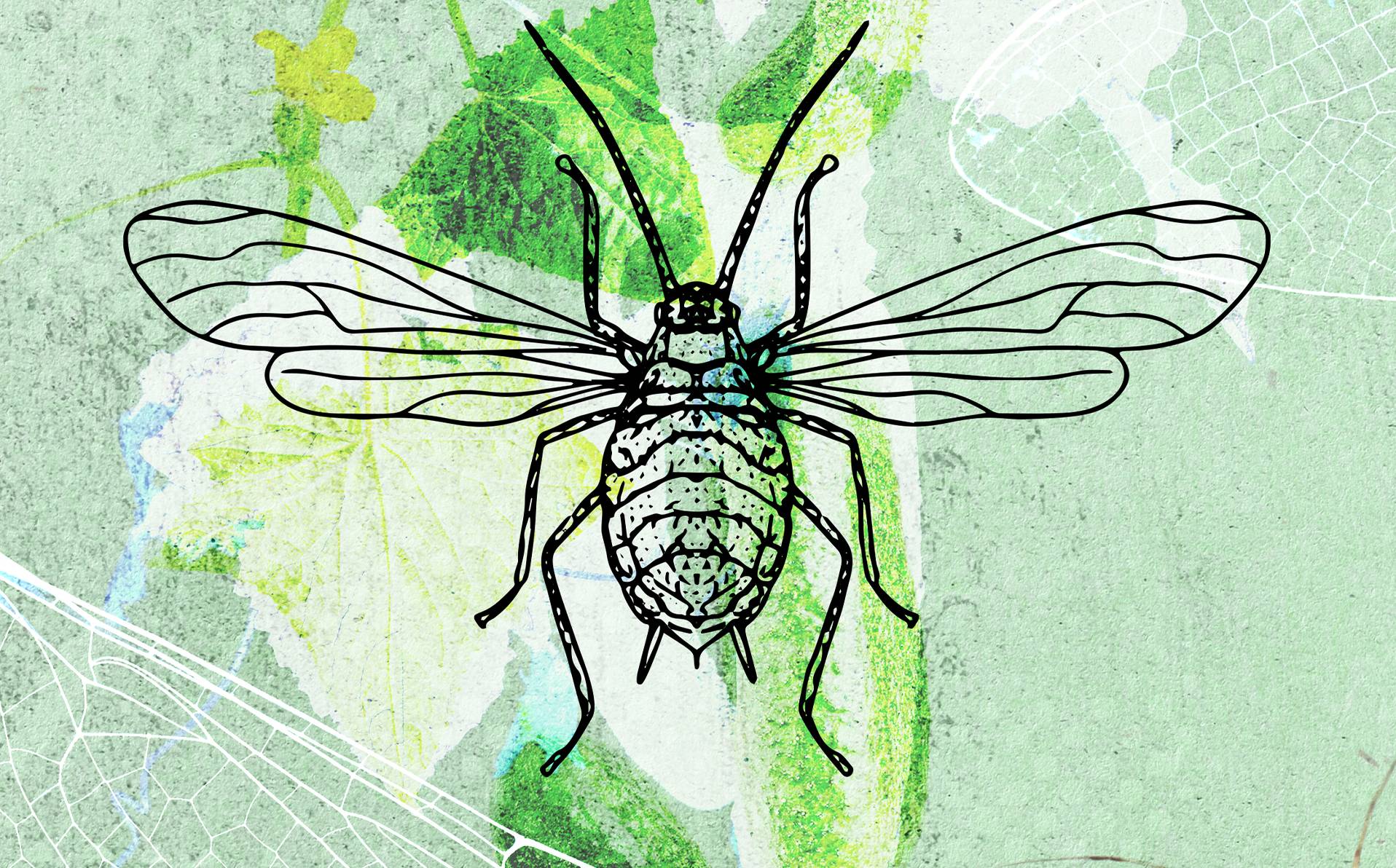 illustration de virus qui font pousser des ailes aux insectes