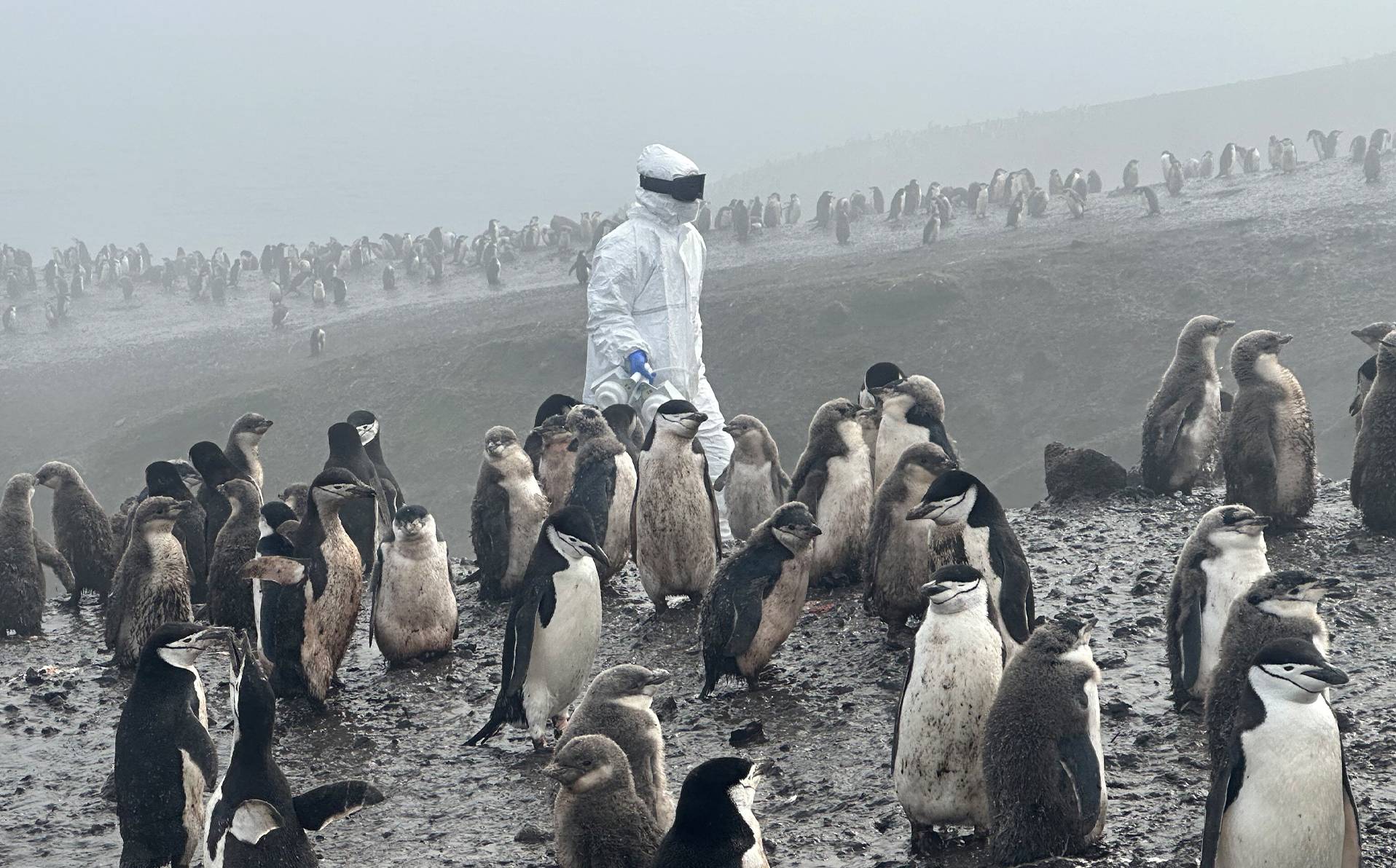 photographie de l'épidémie de H5N1 frappant les manchots