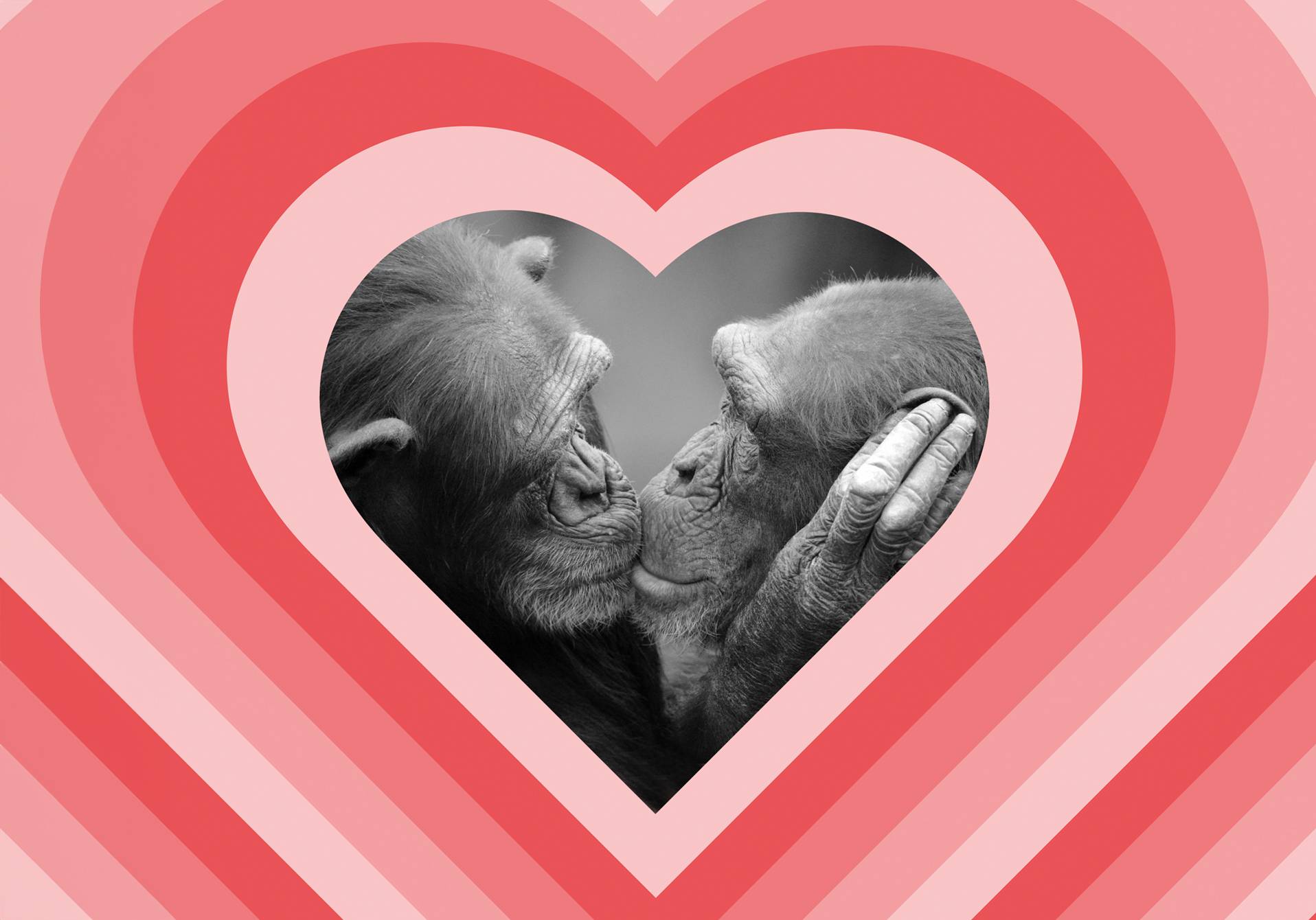 photomontage kitsch d'un couple de primates