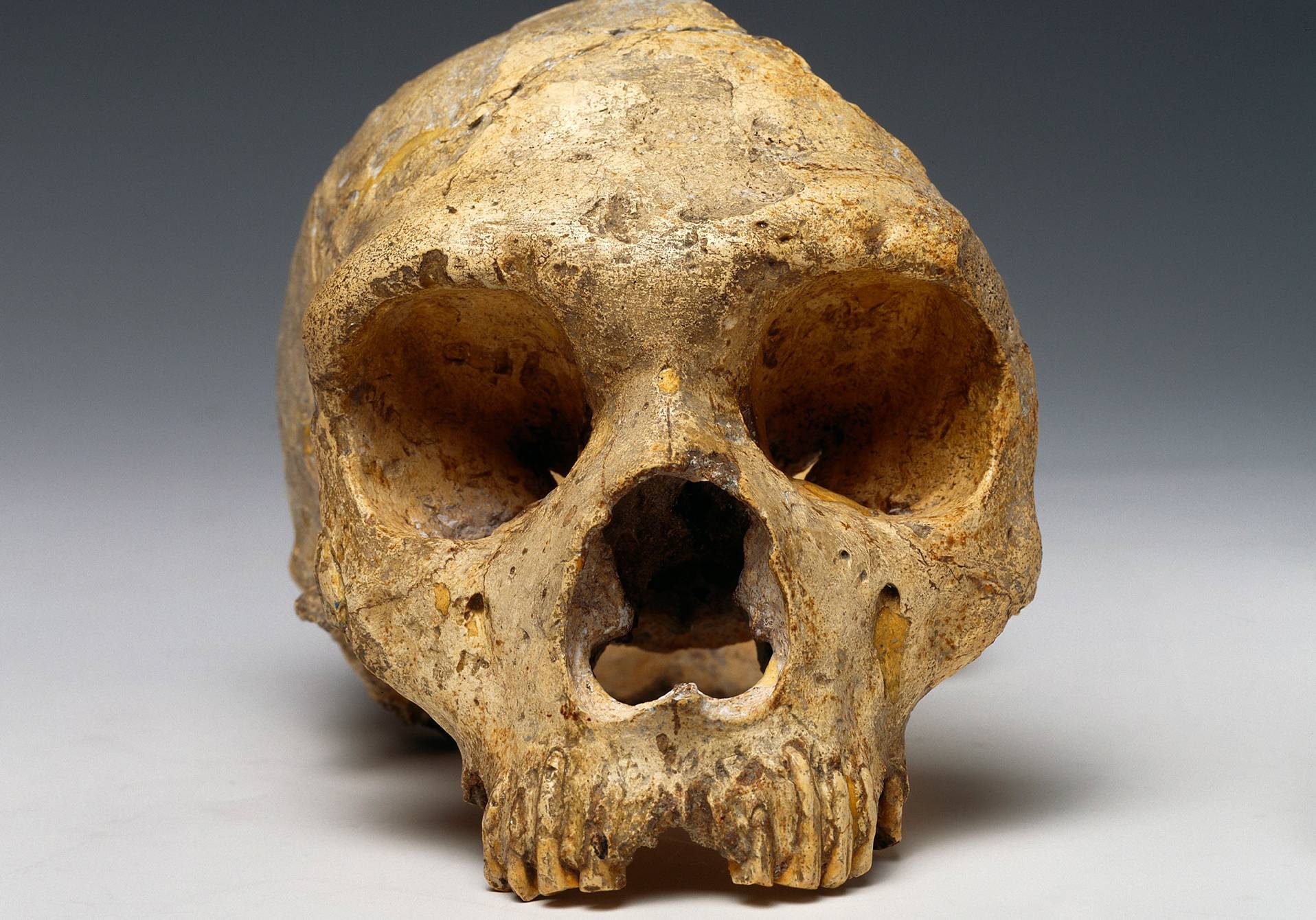 Crâne de néanderta- lienne, carrière de Forbes, Gibraltar, entre –50 000 et –100 000 ans.