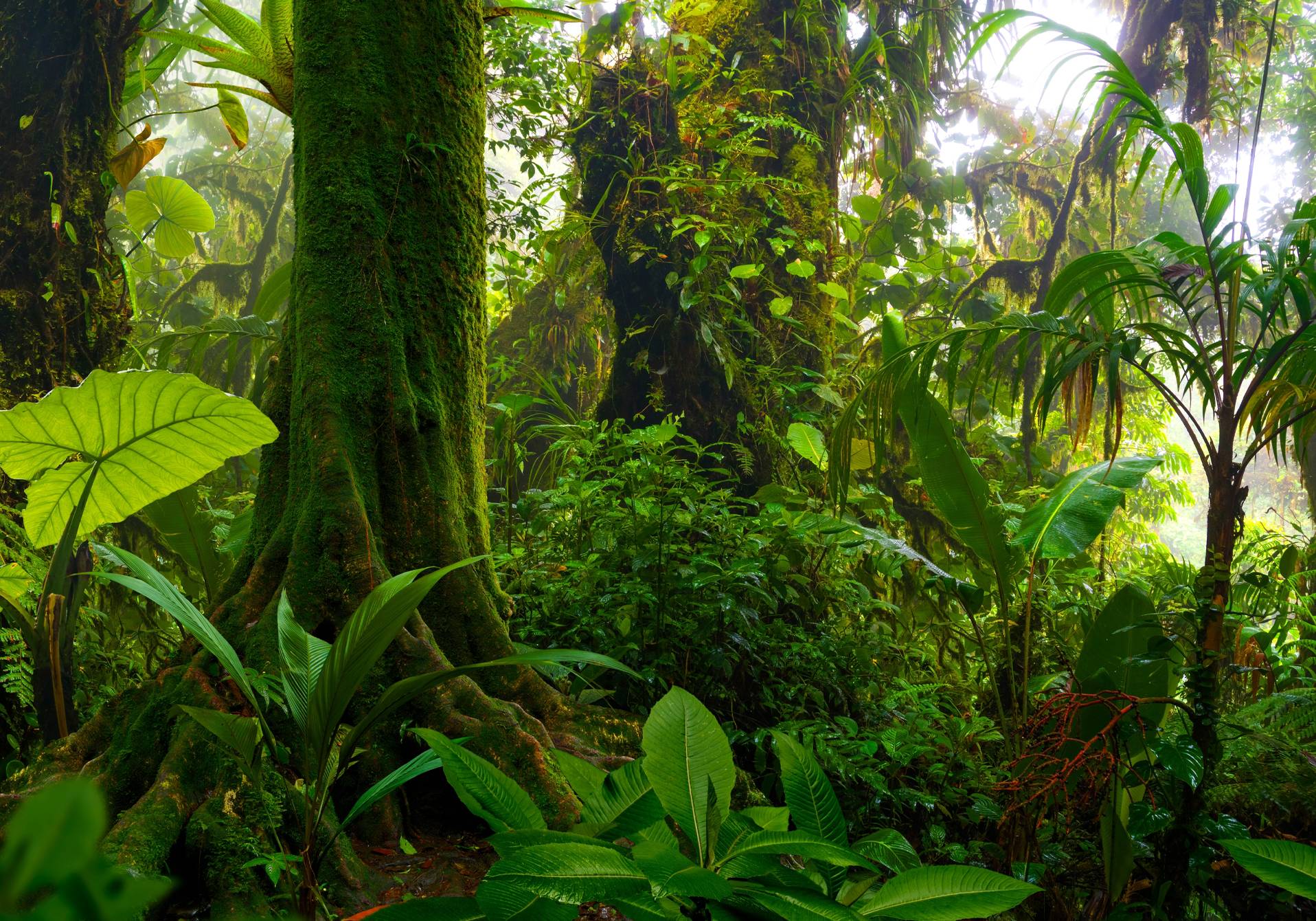 photographie d'une forêt tropicale