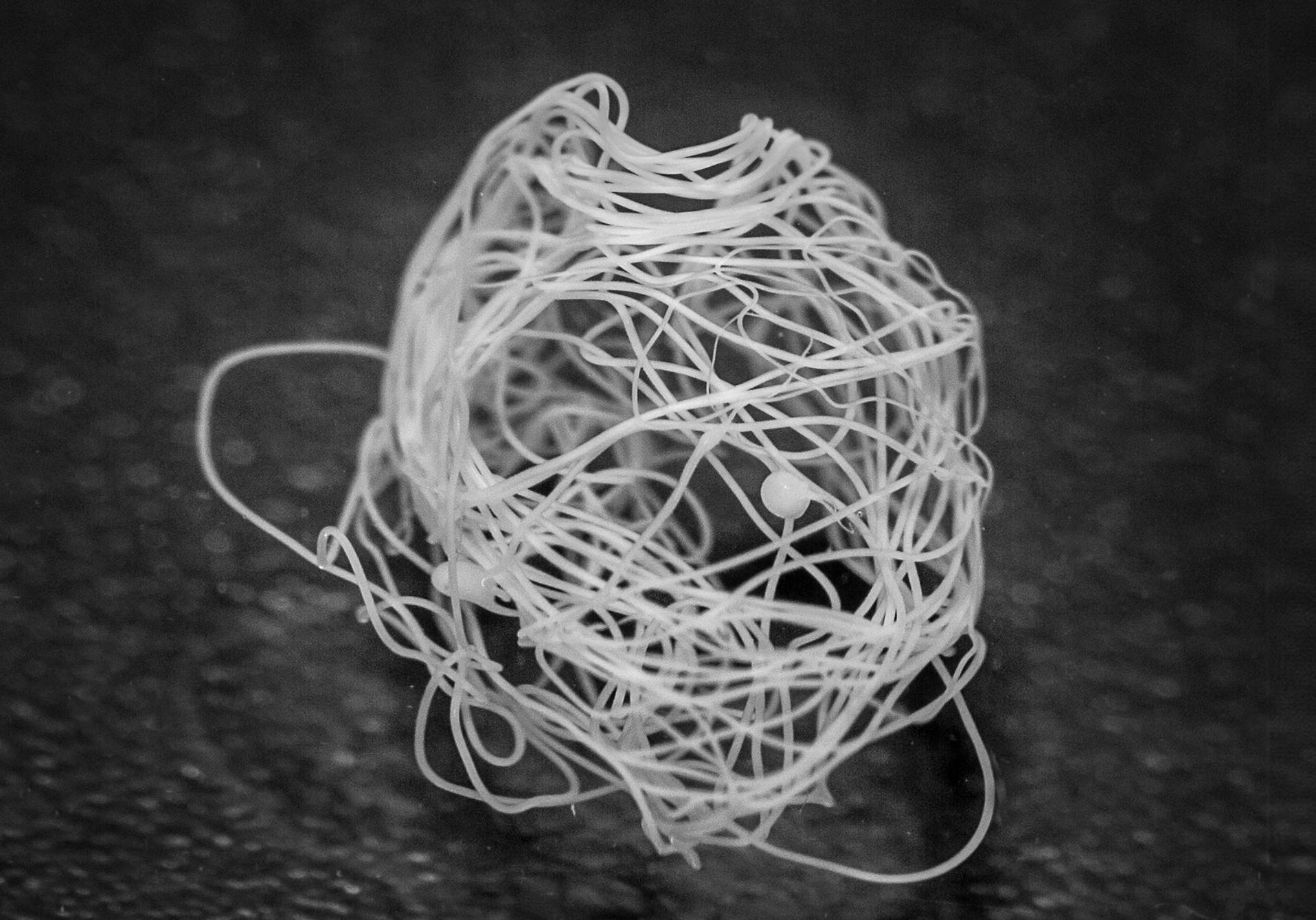 photographie de fil d'araignée artificiel