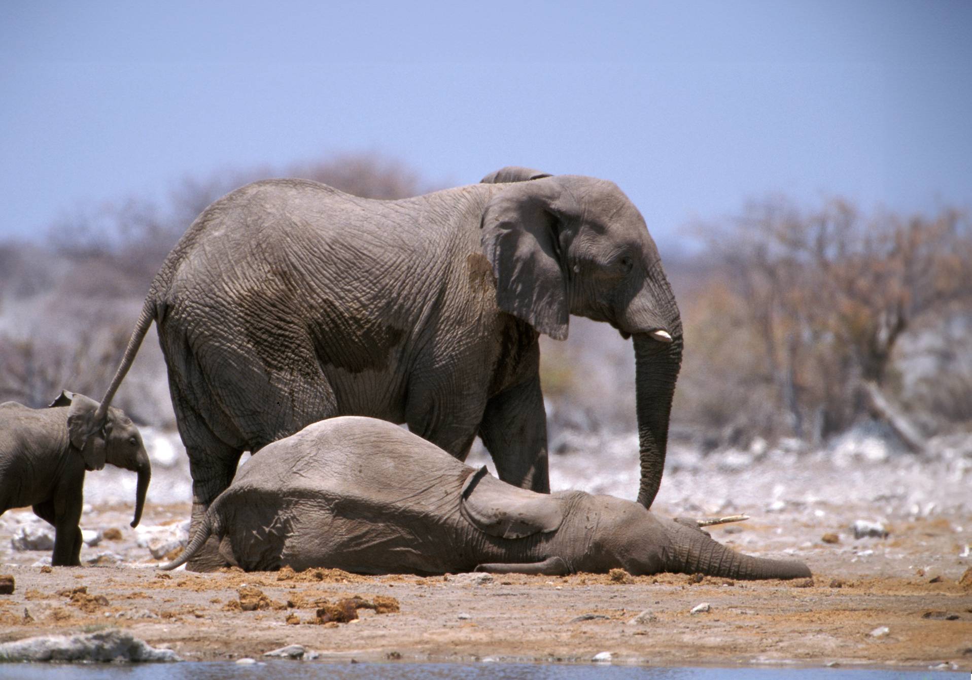 photographie d'éléphants auprès d'un autre, mort