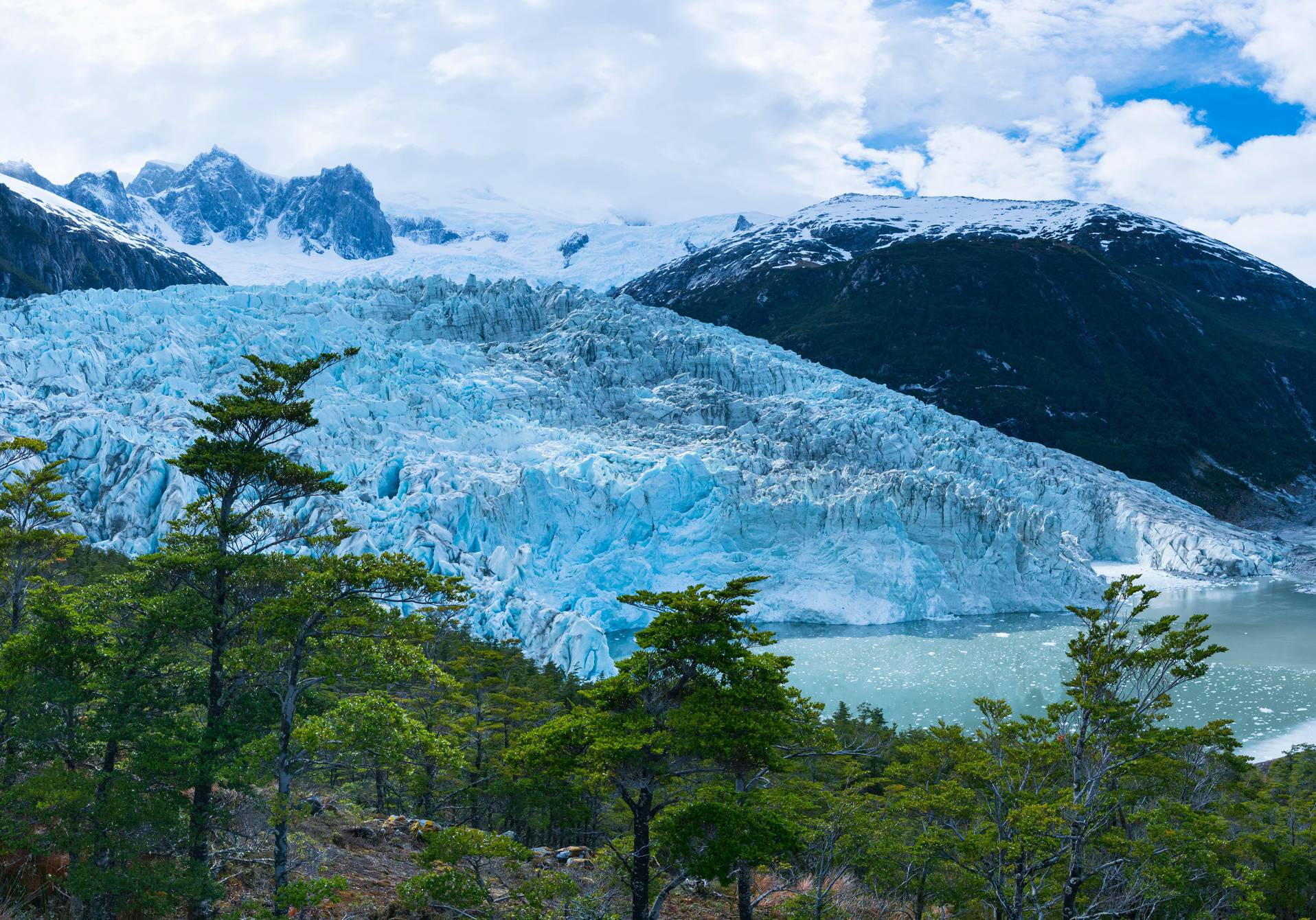 photographie du glacier de Pia et de la forêt qui a émergé, au sud du Chili