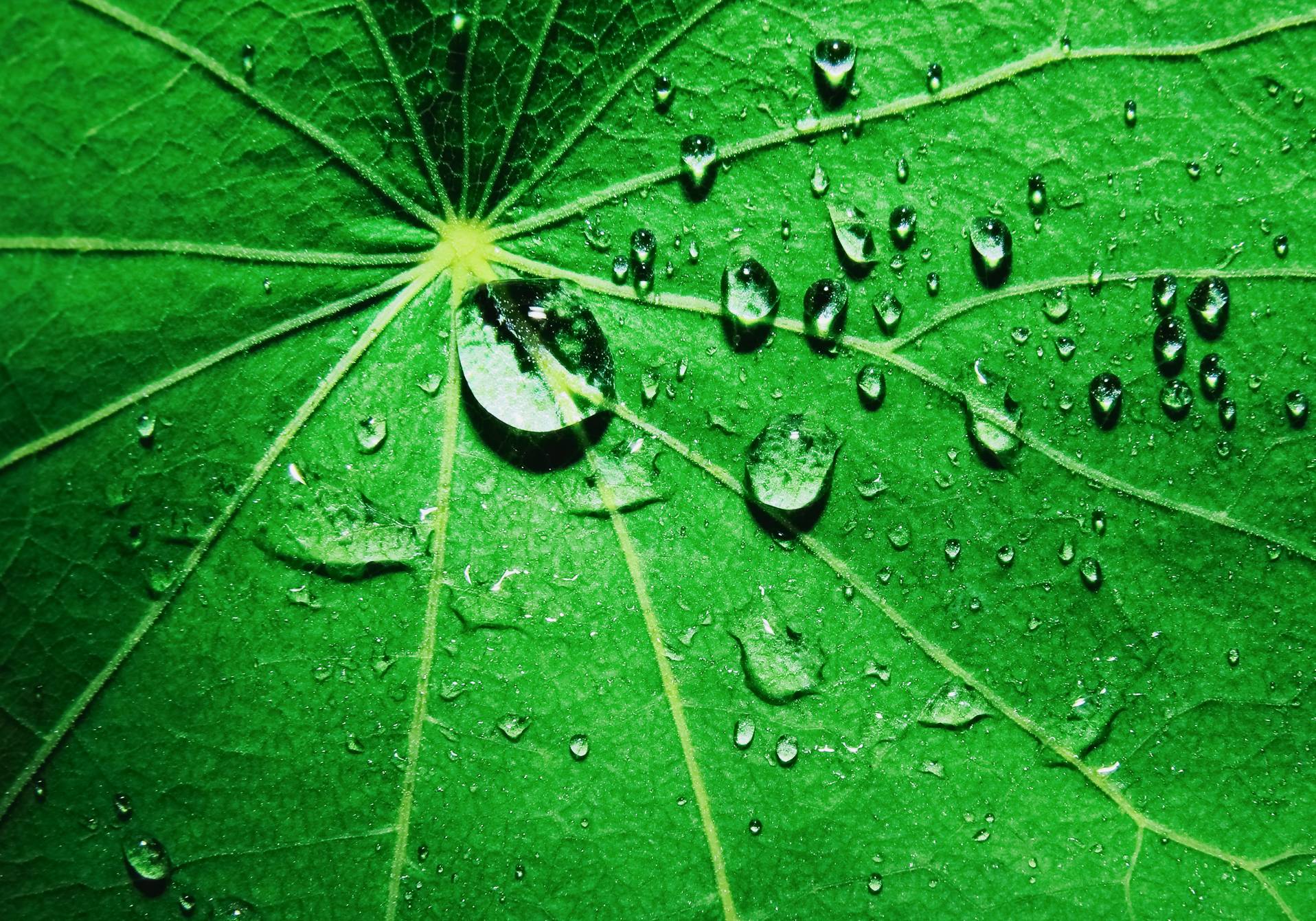 photographie de goutte d'eau sur une feuille