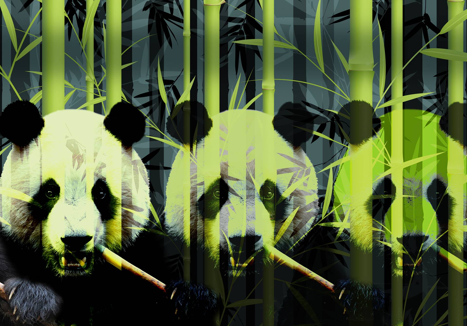 photmontage de bambou et de panda