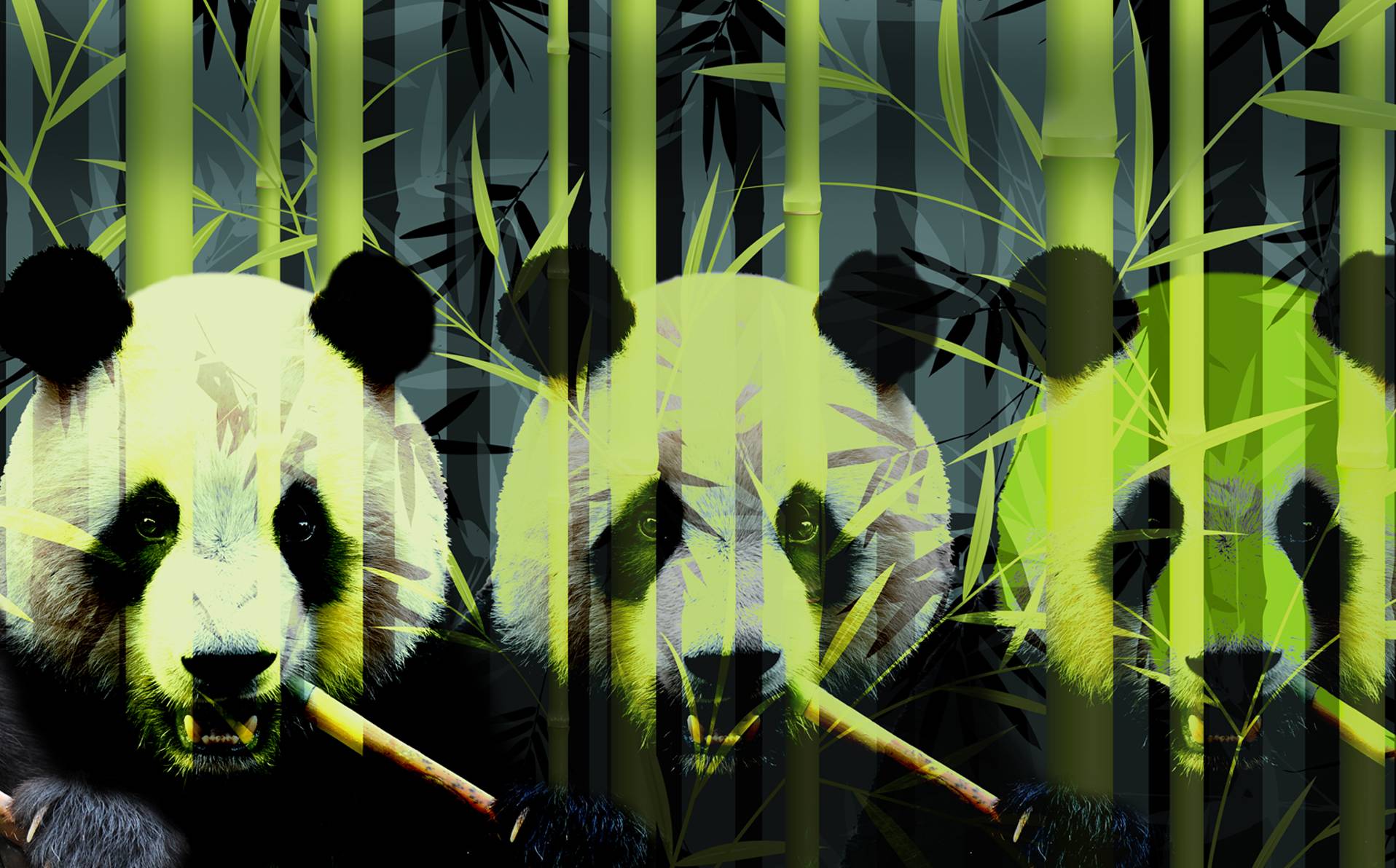 photmontage de bambou et de panda