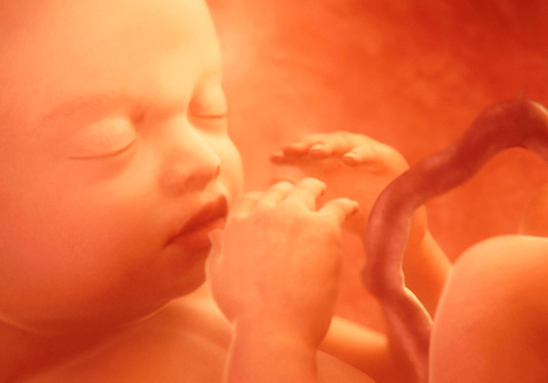 image d'un foetus
