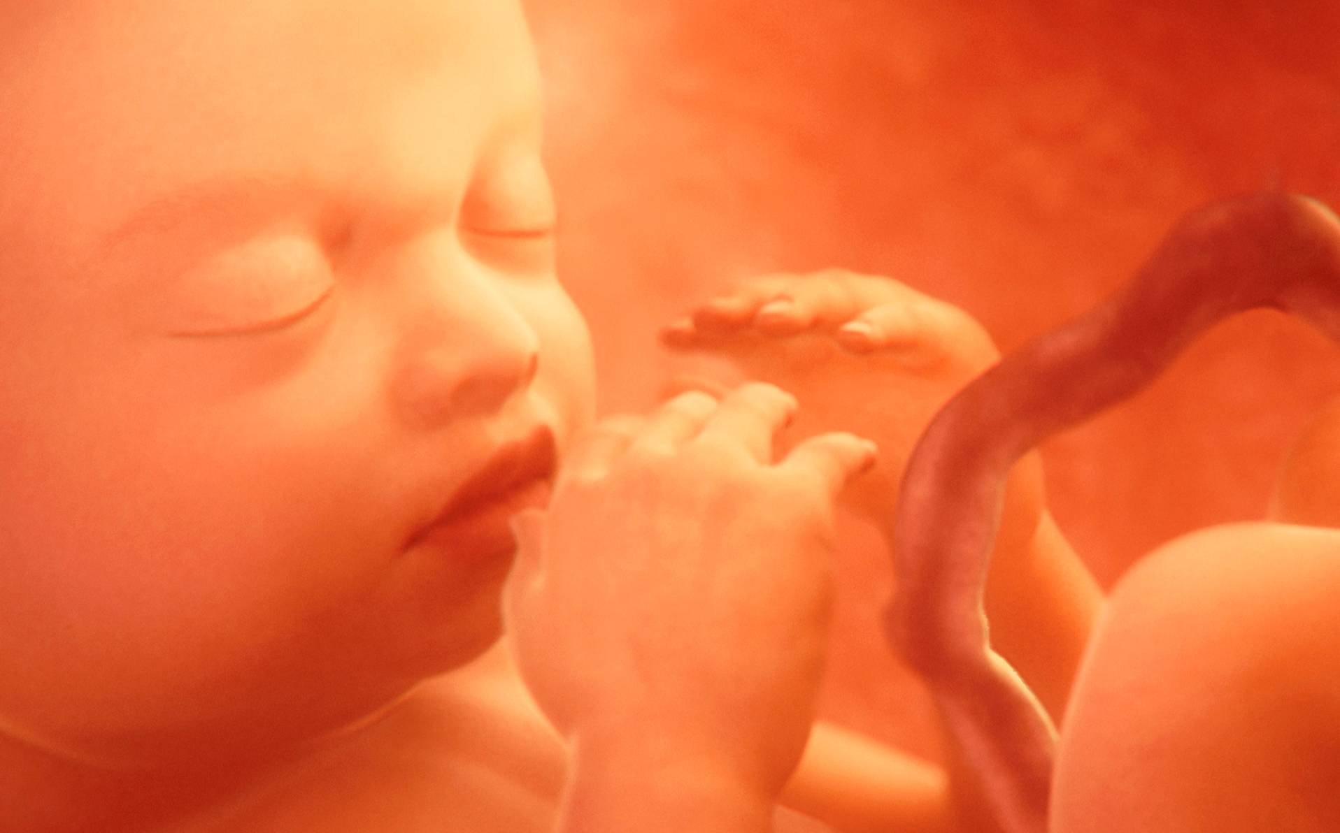 image d'un foetus